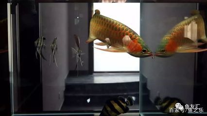 龍魚怎么改口吃飼料：如何訓練龍魚改口吃人工飼料 龍魚百科 第1張