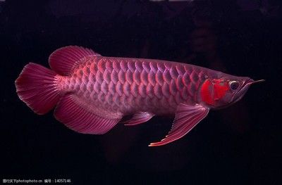 播放龍魚的照片：關(guān)于龍魚圖片 龍魚百科 第2張