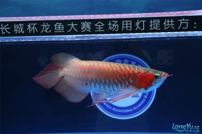 龍魚(yú)用什么燈好：龍魚(yú)燈光選擇指南 龍魚(yú)百科 第2張