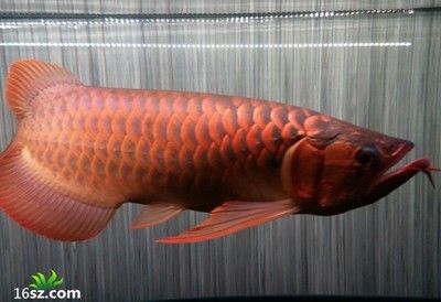 紅龍魚品牌等級排名表最新：紅龍魚品牌品牌等級排名表最新