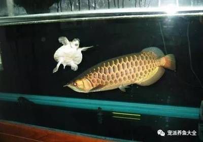 龍魚脫肛是什么意思呀：龍魚脫肛是什么？ 龍魚百科