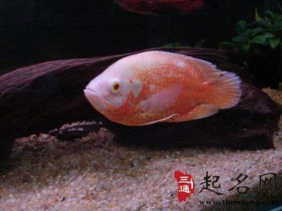 屬龍養(yǎng)什么魚招財轉(zhuǎn)運最好：屬龍的人養(yǎng)風水金魚招財轉(zhuǎn)運較好