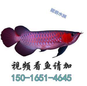 金龍魚(yú)活體品牌有哪些牌子：金龍魚(yú)活體品牌有哪些與金龍魚(yú)相關(guān)的活體品牌有哪些