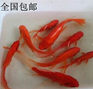 紅龍魚能和錦鯉混養(yǎng)嗎怎么養(yǎng)：紅龍魚和錦鯉混養(yǎng)需要注意以下幾個方面 龍魚百科 第2張