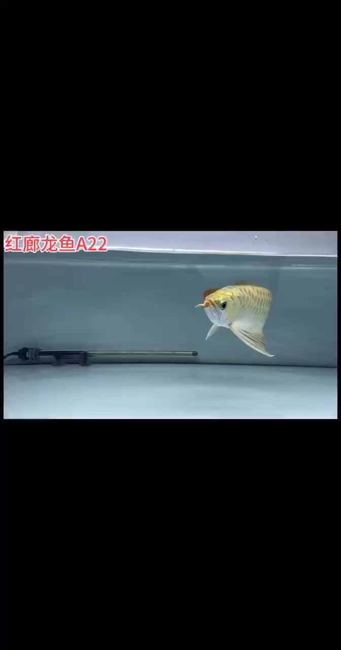 #風(fēng)水魚(yú) #印尼紅龍 #活躍的觀賞魚(yú)推薦 36cm  大胸鰭：#風(fēng)水魚(yú)#印尼紅龍#活躍的觀賞魚(yú)推薦36cm大胸鰭 觀賞魚(yú)論壇