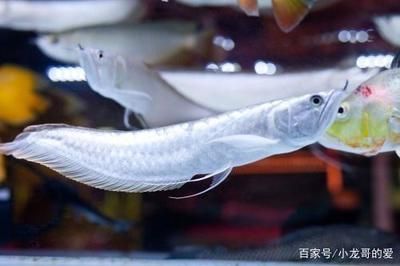 白色龍魚叫什么品種的魚：白色龍魚叫什么品種的魚白色龍魚品種和特征 龍魚百科 第3張