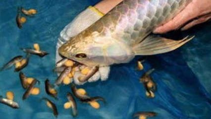 金龍魚(yú)吃蝦好不好：金龍魚(yú)可以吃蝦嗎