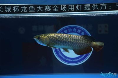 2024長城杯龍魚比賽獲獎魚：2019“長城杯”世界龍魚比賽獲獎魚2024長城杯龍魚比賽獲獎魚