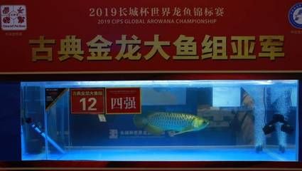 2024長城杯龍魚比賽獲獎魚：2019“長城杯”世界龍魚比賽獲獎魚2024長城杯龍魚比賽獲獎魚