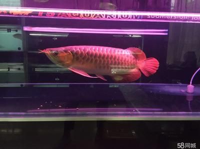 裝飾品金龍魚：購(gòu)買龍魚的注意事項(xiàng) 龍魚百科 第2張