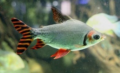 飛鳳魚會(huì)咬龍魚嗎：飛鳳魚在特定條件下可能會(huì)咬龍魚嗎？ 龍魚百科 第3張