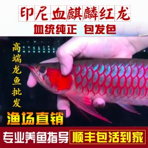 紅龍魚(yú)苗的挑選圖解：紅龍魚(yú)幼苗挑選紅龍魚(yú)苗挑選技巧和方法有哪些