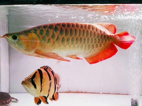 金龍魚(yú)和金魚(yú)區(qū)別是什么：金龍魚(yú)和金魚(yú)在形態(tài)上有顯著的區(qū)別是什么金魚(yú)和金魚(yú)區(qū)別是什么 龍魚(yú)百科 第3張