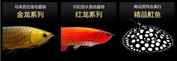 小龍魚苗吃什么長(zhǎng)得快一點(diǎn)：小龍魚吃什么長(zhǎng)得快一點(diǎn) 龍魚百科 第3張