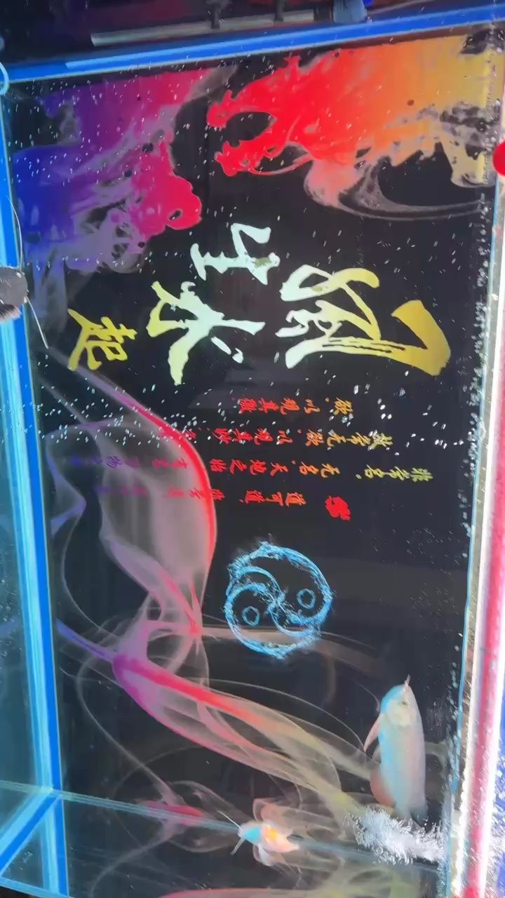 半年多，養(yǎng)到40多公分…….：剛剛換好水，7個多月了，一點(diǎn)看不到紅 觀賞魚論壇