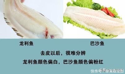 巴沙魚與龍利魚區(qū)別：如何辨別巴沙魚和龍利魚 龍魚百科 第1張