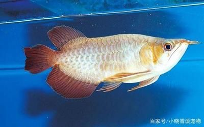 養(yǎng)龍魚可以放食用鹽嗎：養(yǎng)龍魚可以在水中放食用鹽嗎？ 龍魚百科 第1張