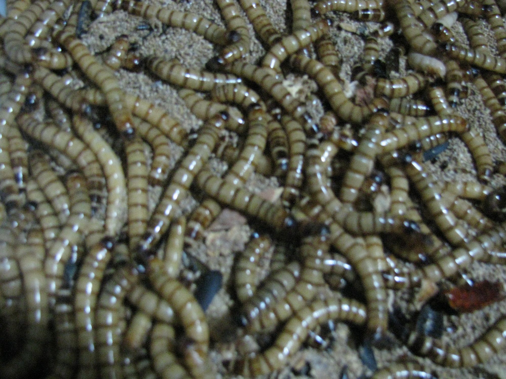 龍魚(yú)吃大麥蟲(chóng)一次多少條合適：龍魚(yú)吃大麥蟲(chóng)的適宜數(shù)量并非固定不變而是受到多種影響 龍魚(yú)百科 第2張