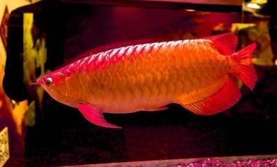 最貴龍魚(yú)：世界上最貴的龍魚(yú)品種有哪些？ 龍魚(yú)百科 第3張