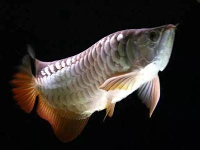 龍魚(yú)張不開(kāi)嘴：龍魚(yú)張不開(kāi)嘴可能是由多種原因引起的 龍魚(yú)百科 第1張