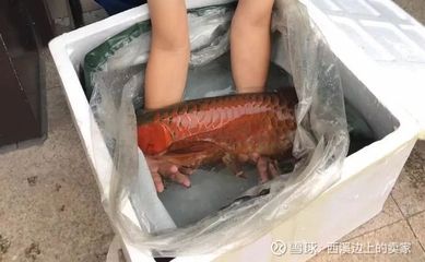 紅龍魚鱗片大好還是小好：紅龍魚的鱗片大小對其外觀和可能的健康狀況有一定影響 龍魚百科 第2張