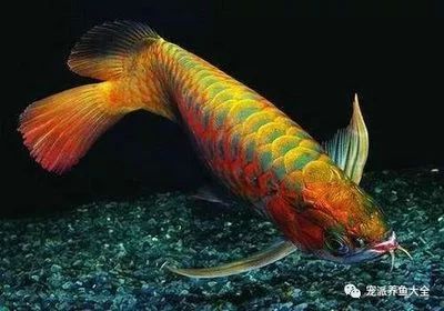 龍魚多大開始掉眼：龍魚掉眼與年齡有關(guān)嗎？ 龍魚百科 第2張