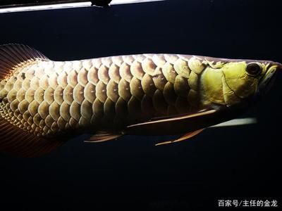 李亞四金龍魚什么意思：\