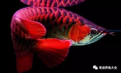 龍魚(yú)的寓意和象征是什么：龍魚(yú)的寓意和象征是什么呢？