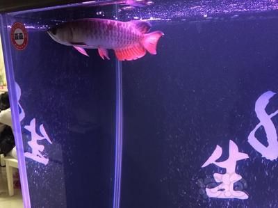 龍魚入新缸日子怎么樣：龍魚入新缸日子需要注意以下幾個(gè)方面，龍魚入新缸需要注意以下幾點(diǎn) 龍魚百科 第1張