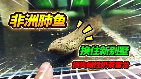 奶茶雷龍吃小魚嗎：奶茶雷龍會吃小魚嗎？ 龍魚百科 第1張