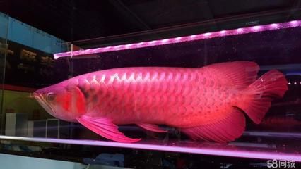 專賣龍魚(yú)的店名叫什么來(lái)著：深圳市龍魚(yú)專賣店