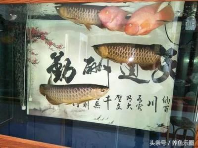 龍魚缸換水后多久喂食：龍魚缸換水后喂食的時間是一個需要考慮多個因素的問題