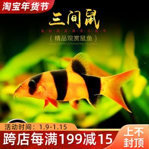 龍魚(yú)缸除藻工具魚(yú)：龍魚(yú)缸中除藻的好幫手，龍魚(yú)缸中除藻工具魚(yú)的好幫手 龍魚(yú)百科 第1張