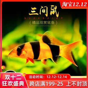 龍魚(yú)缸除藻工具魚(yú)：龍魚(yú)缸中除藻的好幫手，龍魚(yú)缸中除藻工具魚(yú)的好幫手 龍魚(yú)百科 第2張