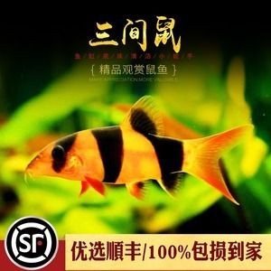 龍魚(yú)缸除藻工具魚(yú)：龍魚(yú)缸中除藻的好幫手，龍魚(yú)缸中除藻工具魚(yú)的好幫手 龍魚(yú)百科 第3張