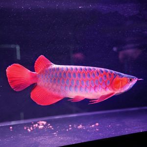 紅龍魚幼魚的培育技術(shù)：紅龍魚幼魚培育技術(shù) 龍魚百科 第3張