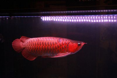 紅龍魚(yú)上色用多少色溫的燈照合適：紅龍魚(yú)上色用多少色溫的燈照合適呢？