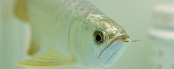 龍魚(yú)眼睛凹陷快速恢復(fù)方法：龍魚(yú)眼睛凹陷快速恢復(fù)方法是幾種有效的快速恢復(fù)方法 龍魚(yú)百科 第1張