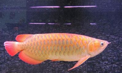 龍魚(yú)眼睛凹陷快速恢復(fù)方法：龍魚(yú)眼睛凹陷快速恢復(fù)方法是幾種有效的快速恢復(fù)方法 龍魚(yú)百科 第3張