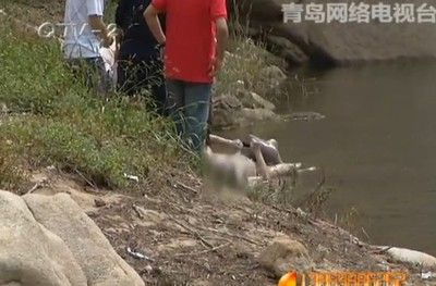 紅龍魚為什么浮在水面上不動：為什么紅龍魚浮在水面上不動 龍魚百科