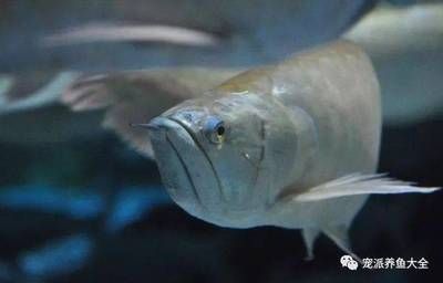 龍魚來(lái)回上下蹭缸什么意思：龍魚來(lái)回上下蹭缸什么意思呢 龍魚百科 第2張