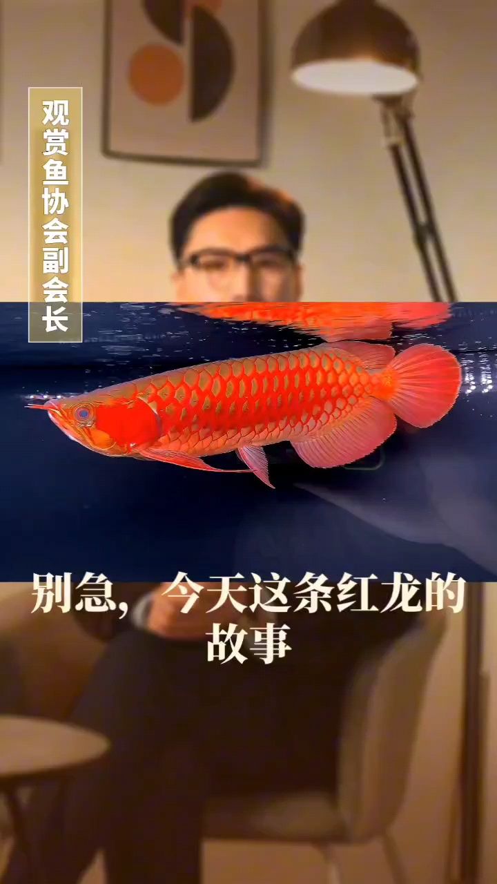 龍魚發(fā)色不好怎么辦：龍魚發(fā)色不好怎么辦#養(yǎng)魚經(jīng)驗(yàn)分享 觀賞魚論壇 第1張