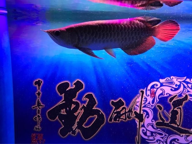 龍魚(yú)拉細(xì)便：龍魚(yú)拉細(xì)便可能是由于多種原因引起的 龍魚(yú)百科 第2張