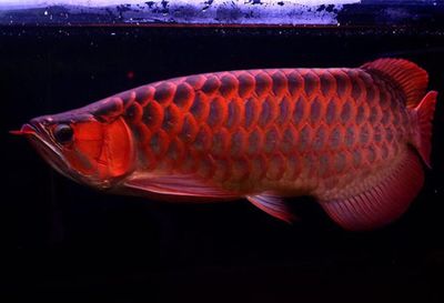 血紅龍魚(yú)長(zhǎng)什么樣：在淡水觀賞魚(yú)中獨(dú)樹(shù)一幟，血紅龍魚(yú)長(zhǎng)什么樣 龍魚(yú)百科 第2張