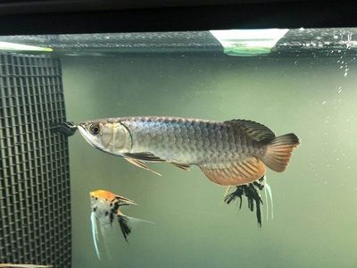 龍魚(yú)可以喂小魚(yú)嗎怎么喂好：龍魚(yú)可以喂小魚(yú)嗎 龍魚(yú)百科 第2張