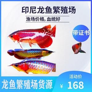 印尼紅龍魚魚苗的價(jià)格多少錢：印尼紅龍魚魚苗價(jià)格多少錢