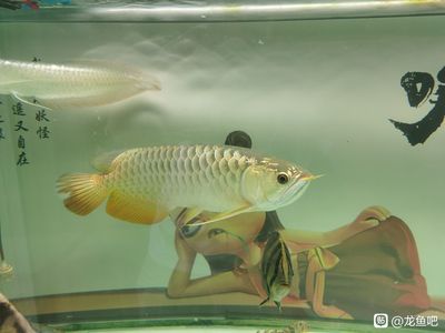 龍魚吃了大白片有事嗎：龍魚吃了大白片后可能會出現(xiàn)食欲不振的情況