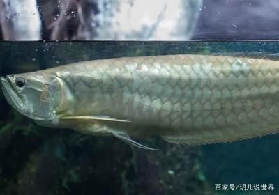 金龍魚生長環(huán)境：金龍魚的生長環(huán)境需要注意的事項 龍魚百科 第3張