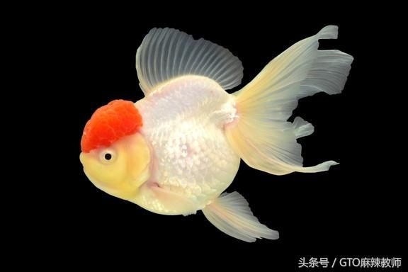 金龍魚體色變淡的原因：金龍魚體色變淡可能由多種因素造成， 龍魚百科 第1張