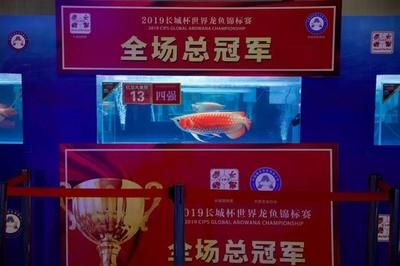 2023廣州長城杯龍魚：2023年廣州長城杯龍魚錦標(biāo)賽 龍魚百科 第1張